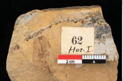 Foto (Detailansicht) von Xylomites daphnes Ettingshausen (NHMW-GEO-2024-0188-0062)